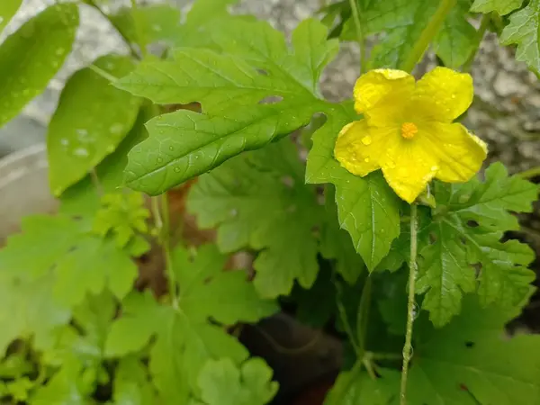 Yeşil yaprakların arasında açan parlak sarı çiçek.