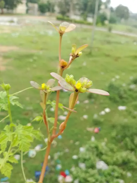 Yumuşak Gökyüzünün altındaki yemyeşil alanda izole edilmiş bitki