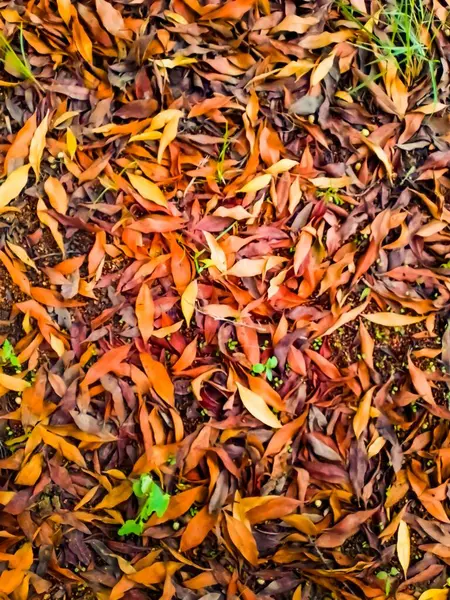 Düşen Sonbahar Yaprakları Zengin Kahverengi ve Turuncu Tonlarda