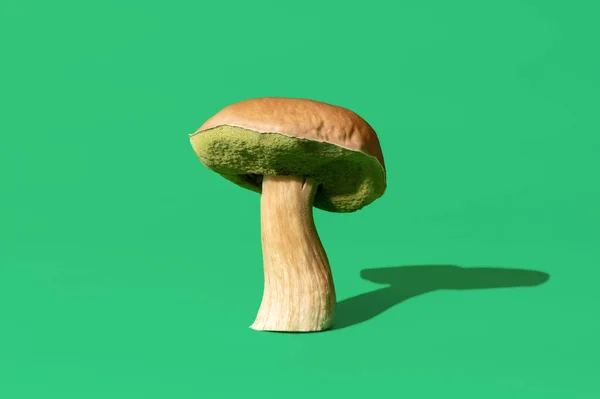 Wild edible mushroom, minimalist on a green table. Boletus edulis fungi, in bright light, on a green colored background.