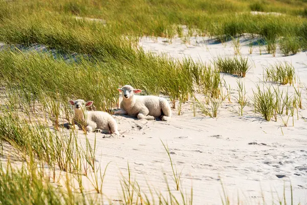 Prachtige Omgeving Ochtend Met Lammeren Ontspannen Het Zand Sylt Eiland — Stockfoto