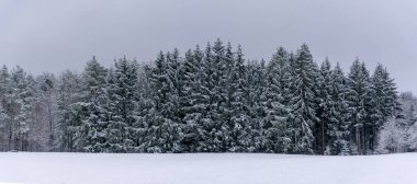 Almanya 'da Kara Orman' ın dışında karlı tarlaları ve çam ağaçları olan bir panorama.
