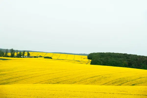 Letní Scenérie Žlutými Řepkovými Poli Pokrývajícími Kopce Moravy České Republice Stock Snímky