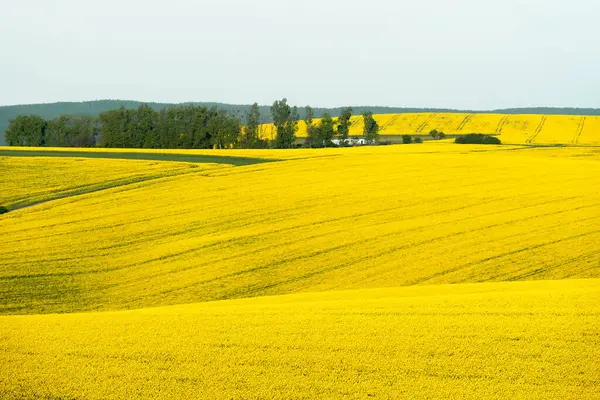 Пейзаж Желтыми Рапсовыми Полями Моравийском Регионе Чехии Стоковое Изображение