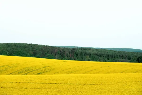 Желтые Рапсовые Поля Лес Чешском Регионе Моравия Лицензионные Стоковые Фото