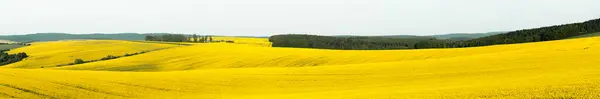 Panorama Morawach Czechy Żółtymi Polami Rzepaku Pokrywającymi Wzgórza Zdjęcia Stockowe bez tantiem