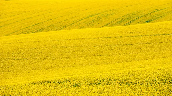 Piękne Krajobrazy Przyrodnicze Żółtymi Polami Rzepaku Morawach Czechy Obrazy Stockowe bez tantiem