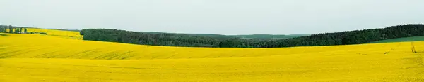 Panorama Con Los Campos Colza Amarilla Bosque Moravia República Checa Imagen De Stock