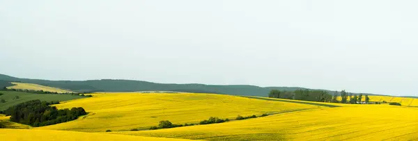 Panorama Uprawą Rzepaku Pokrywającą Wzgórza Moraw Czechach Zdjęcie Stockowe