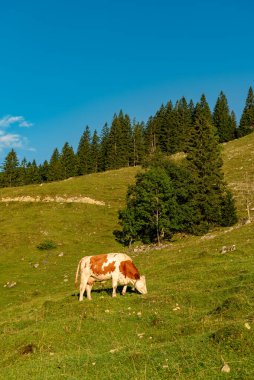Almanya 'nın Bavyera Alplerinde bir ineğin otladığı yaz dağları manzarası.