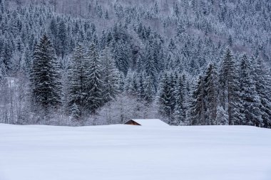 Almanya 'nın Bavyera Alplerinde çam ormanları ve derin karla kaplı kış manzarası