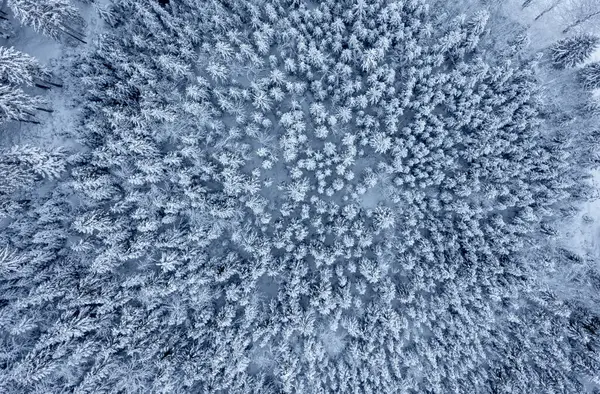 Allgau Alpleri, Bavyera, Almanya 'daki karla kaplı çam ormanlarının insansız hava görüntüsü