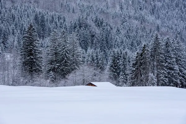 Almanya 'nın Bavyera Alplerinde çam ormanları ve derin karla kaplı kış manzarası