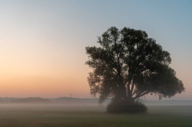 Güzel sisli bir manzara, tarımın ortasında tek bir ağaç, mavi saat manzaralı.