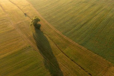Altın saat görüntüsü, insansız hava aracı görüntüsü, tarımın ortasında tek bir ağaç var.