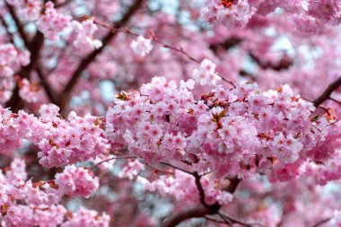 Kiraz ağacı çiçekleri, tam çerçeve arkaplan. Pembe çiçekler yakın plan.