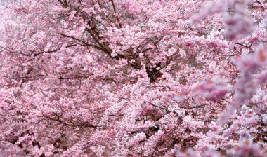 Schwabisch Hall, Almanya 'daki bir meyve bahçesinden gelen kiraz ağacının çiçek açtığı tam çerçeve.