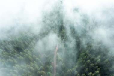 Kara Orman, yazın sisli bir gününde, insansız hava aracı manzarası. Sisin içindeki köknar ağaçlarının olduğu yerden.