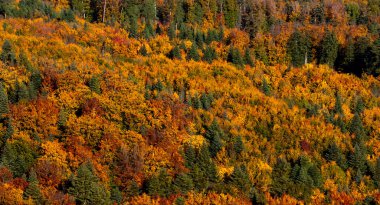 Almanya 'da güzel bir sonbahar ormanı olan yüksek açılı bir manzara. Arka plan, rengarenk bir sonbahar ormanıyla dolu.