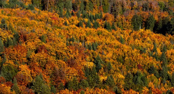 Almanya 'da güzel bir sonbahar ormanı olan yüksek açılı bir manzara. Arka plan, rengarenk bir sonbahar ormanıyla dolu.