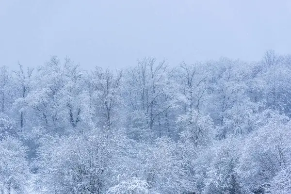 Almanya 'nın Baden Wurttemberg bölgesinde karla kaplı ağaçlarla kaplı kış manzarası