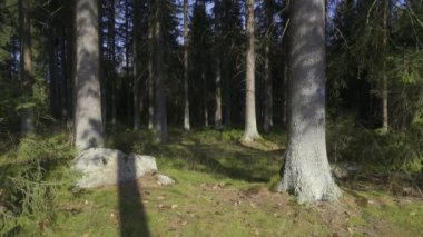 Rüzgâr Çimenler Arasında Sakince esiyor