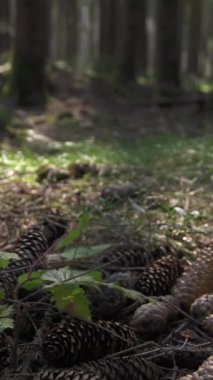 Yavaş Hareketli Çam Kozalakları Orman zeminine düşüyor