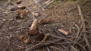 Yavaş Hareketli Çam Kozalakları Orman zeminine düşüyor
