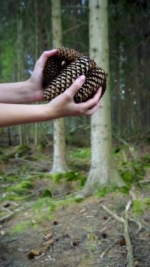 Dişi Eller Ormana Yavaş Çekimde Çam Kozalakları Atar ve Bırakır