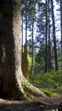 Yavaş Hareketli Çam Kozalakları Ormandaki Ağaca Çarpıyor