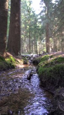 Huzurlu Ormanda Küçük Nehir Akıyor