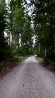 Uzakta Şimşek Gürültüsüyle Titrek Ormanda Yürüyüş