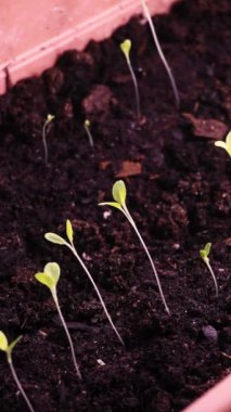 Büyümekte olan salata fidanlarının 4K Zaman Süreleri Işığa Dönüş