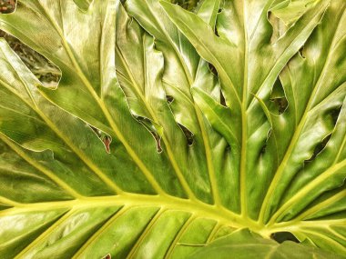 Çarpıcı yeşil yaprak arka plan, karmaşık dokular ve canlı doğal desenler sergiliyor. Doğayı geliştirmek için ideal tasarım, çevre dostu sunumlar ve doğal dünyanın güzelliklerini yakalamayı amaçlayan yaratıcı projeler.