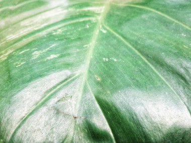 Çarpıcı yeşil yaprak arka plan, karmaşık dokular ve canlı doğal desenler sergiliyor. Doğayı geliştirmek için ideal tasarım, çevre dostu sunumlar ve doğal dünyanın güzelliklerini yakalamayı amaçlayan yaratıcı projeler.