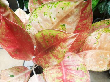 Büyük Pembe ve Yeşil Yapraklı Muhteşem Aglaonema Zümrüt Bitkisi. Her Ev ve Ofis Dekorasyonuna Çarpıcı Bir Ek, Renkli Yeşillik ve Zarif Doğal Güzellik ile Taze, Davet Edici Bir Atmosfer Yaratmak İsteyen Bitki Tutkunları İçin İdeal