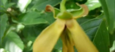 Canlı Colubrina Bitkisi Küçük, Taze Yeşil Yapraklar. Ev İçlerini Geliştirme, Açık Bahçeler ya da Tropikal Bitki Gösterileri İçin Mükemmel, Serene, Lush Atmosfer Oluşturmak İçin Taze, Doğal Dokunuş ve Parlak Yeşil Yeşillik Eklemek