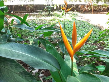 Büyüleyici Üç Dallı Turuncu Heliconia ve Büyük Koyu Yeşil Yapraklar. Büyütme Bahçeleri, Açık Hava Manzaraları veya Tropikal Temalı Alanlar, Kalın Renkler ve Zarif, Görkemli Doğal Görünüm İçin Bol Yeşillik