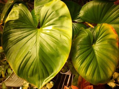 Zarif Kemoyang Bitkisi Büyük Yeşil Yapraklar ve Eşsiz Doku. Ev dekorasyonuna Doğal Bir Dokunuş, Kapalı Bahçeler ya da Açık hava peyzajı, Özgün Yaprak Şekli ve Dokusuyla Kalın ve Güzel Bir Aksan Getirmek İçin Mükemmel