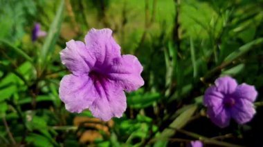 Zarif Kencana Ungu Mor Çiçekler ve Koyu Yeşil Yapraklar. Bahçe Alanlarını, Açık Manzaraları ya da Ev İçlerini Geliştirmek İçin Mükemmel, Benzersiz Şekliyle ve Canlı Renkleriyle Güzel Bir Aksan Getirmek