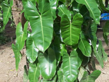 Güzel Philodendron Brekele ile Parlak, Slender Yeşil Yapraklar Aşağı doğru çağlayan- 124; Tropikal Bitki Sevenler, Zarafet ve Canlı Yeşillik İçin Mükemmel Kapalı ve Açık Alan