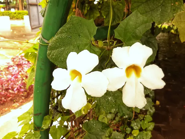 Sersemletici Thunbergia Bitkisi, Beyaz Çiçekler ve Yeşil Yapraklar ile çevrili dört narin taç yaprakları, Bahçe Tutkunları için mükemmel, Bir Dokunuş Zarafet ve Doğal Güzellik Kapalı ve Açık Alan