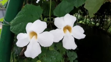 Sersemletici Thunbergia Bitkisi, Beyaz Çiçekler ve Yeşil Yapraklar ile çevrili dört narin taç yaprakları, Bahçe Tutkunları için mükemmel, Bir Dokunuş Zarafet ve Doğal Güzellik Kapalı ve Açık Alan
