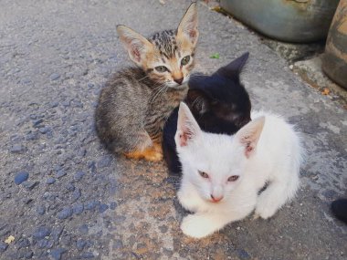 Huzurlu Sokak Sahnesi Üç Sevimli Kedi Alacakaranlıkta
