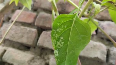 Mirabilis jalapa bitkilerindeki toz küf hastalığı ya da saat dört çiçekleri.