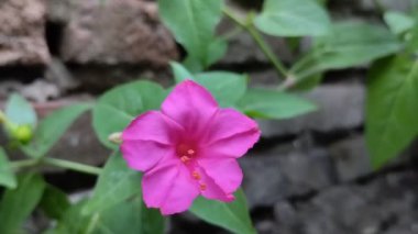 Mirabilis jalapa çiçeği ya da saat dörtte kuruyan çiçek.