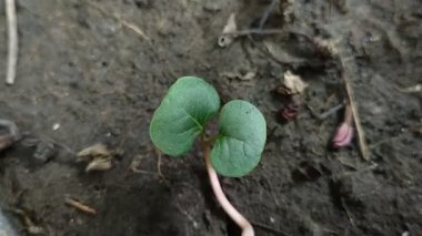 Mirabilis Jalapa tohumları ya da saat dört çiçekleri