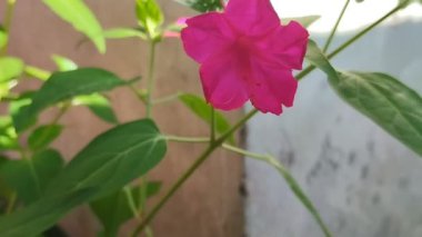 Miralibis jalapa çiçekleri ya da pembe saat dörtte açan çiçekler öğleden sonra tuğla duvar arkasında.