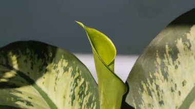 Aglaonema ya da Sri Rejeki bitkisinin doğal geçmişi. Gölgeli mavi bir duvarın arkasında