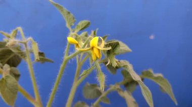 Sarı domates çiçekleri mavi arka planda çiçek açıyor.